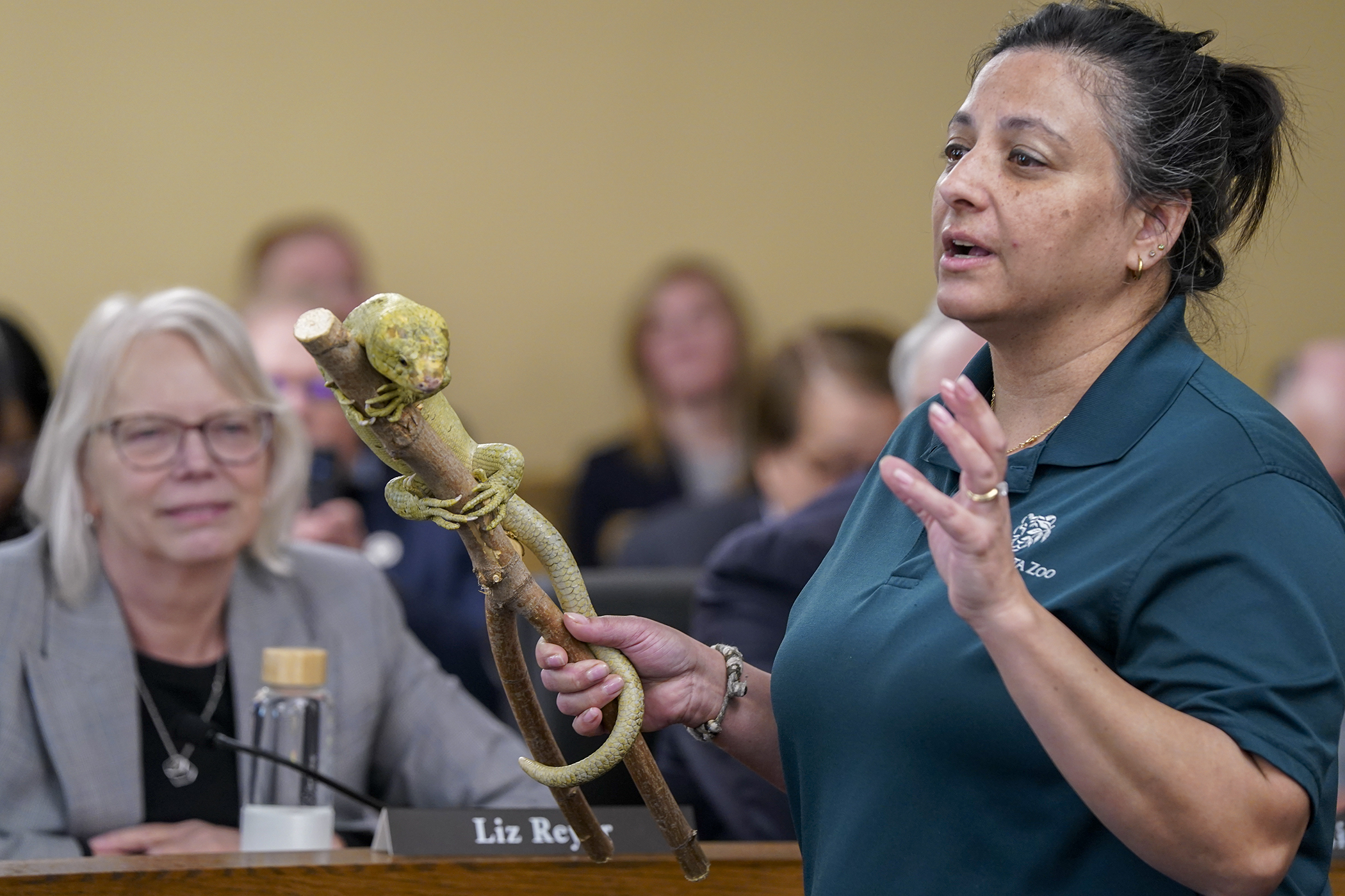 Rep. Liz Reyer gets a close look at Pepper, a Solomon Islands skink, during the House Capital Investment Committee meeting Feb. 25. Naturalist Alexandria Tasa was among zoo staff and creatures there to present the zoo’s bonding request. (Photo by Michele Jokinen)